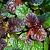 Ajuga reptans 'Black Scallop' Pot 9 cm