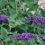 Buddleja 'Blue Chip' Pot 3 Liter 