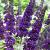 Buddleja d. 'Black Knight' Pot 3 Liter 