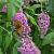 Buddleja d. 'Pink Delight' Pot 3 Liter 