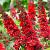 Buddleja d. 'Royal Red' Pot 3 Liter 