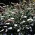 Buddleja d. 'White Profusion' Pot 10 liter