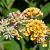 Buddleja weyer. 'Sungold' Pot 3 Liter 