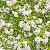 Choisya ternata Pot 5 Liter 