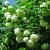 Hydrangea a. 'Annabelle' Pot 2 Liter