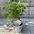 Hydrangea a. Strong Annabelle Pot 3 Liter 