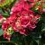 Hydrangea m. 'Alpenglühen' Pot 2 Liter