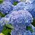 Hydrangea m. 'Blaumeise' Pot 2 Liter