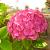 Hydrangea m. 'Bouquet Rose' Pot 2 Liter