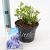 Hydrangea m. 'Little Blue' Pot 2 Liter