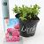 Hydrangea m. 'Little Pink' Pot 2 Liter