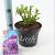 Hydrangea m. 'Little Purple' Pot 2 Liter