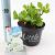 Hydrangea m. 'Little White' Pot 2 Liter