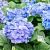 Hydrangea m. 'Nikko Blue' Pot 2 Liter