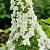 Hydrangea querc. Snow Queen Pot 3 Liter 