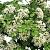 Hydrangea petiolaris Pot 3 Liter 