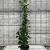 Hydrangea petiolaris Pot 7,5 Liter 