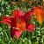 Hemerocallis 'Sammy Russell' Pot 9 cm