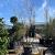 Amelanchier lamarckii Pot 150 liter 250 - 300 cm