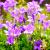 Campanula carpatica Pot 9 cm