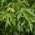 Acer saccharinum Pot 150 liter 250 - 300 cm Meerstammig
