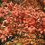 Amelanchier can. 'October Flame' Pot 70 Liter 200 - 250 cm Meerstammig