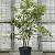 Amelanchier lamarckii Pot 35 Liter 150 - 175 cm Meerstammig