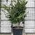 Camellia sasanqua Pot 160 liter 250 - 300 cm Meerstammig