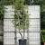 Carpinus betulus Pot 150 liter 350 - 400 cm Meerstammig