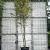 Carpinus betulus Pot 90 Liter 250 - 300 cm Meerstammig