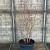 Cercis chinensis 'Avondale' Pot 70 Liter 150 - 175 cm Meerstammig