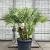 Chamaerops humilis Pot 110 liter Meerstammig