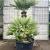 Chamaerops humilis Pot 285 Liter Meerstammig