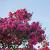 Lagerstroemia indica Pot 80 Liter 200 - 250 cm Meerstammig