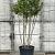 Laurus nobilis Pot 50 Liter 150 - 175 cm Meerstammig