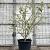 Malus 'Evereste' Pot 90 Liter 200 - 250 cm Meerstammig