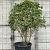 Osmanthus fragrans Pot 160 liter 150 - 175 cm Meerstammig
