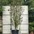 Parrotia persica 'Vanessa' Pot 150 liter 350 - 400 cm Meerstammig