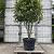 Photinia fraseri 'Red Robin' Pot 90 Liter 175 - 200 cm Meerstammig
