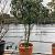 Photinia serratifolia Crunchy Pot 90 Liter 175 - 200 cm Meerstammig
