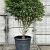 Prunus l. 'Angustifolia' Pot 70 Liter 100 - 125 cm Meerstammig