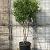 Prunus l. 'Angustifolia' Pot 70 Liter 150 - 175 cm Meerstammig