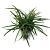 Carex morrowii 'Irish Green' Pot 2 Liter