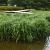 Carex morrowii 'Irish Green' Pot 2 Liter