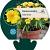 Hemerocallis 'Stella de Oro' Pot 9 cm