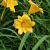 Hemerocallis 'Stella de Oro' Pot 9 cm