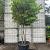 Prunus l. 'Novita' Pot 230 Liter 200 - 250 cm Meerstammig