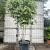 Quercus ilex Pot 130 liter 200 - 250 cm Meerstammig