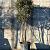 Quercus ilex Pot 90 Liter 200 - 250 cm Meerstammig