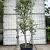 Quercus suber Pot 110 liter 200 - 250 cm Meerstammig